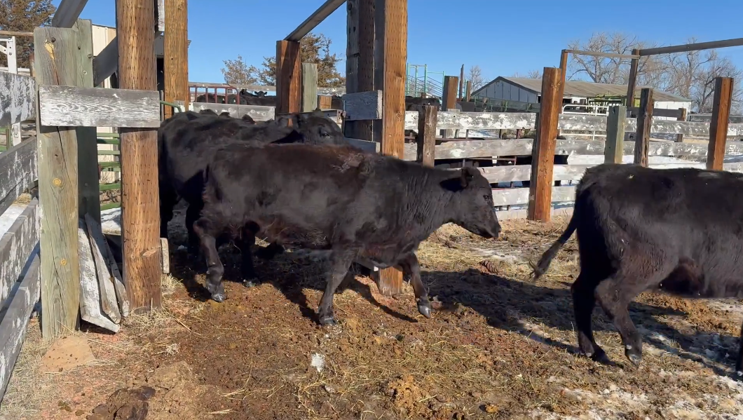 BC130A5 185 -3-year-old’s Calve April 15th!